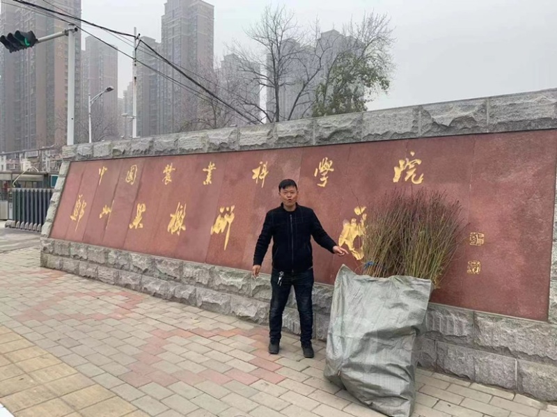 中桃金魁