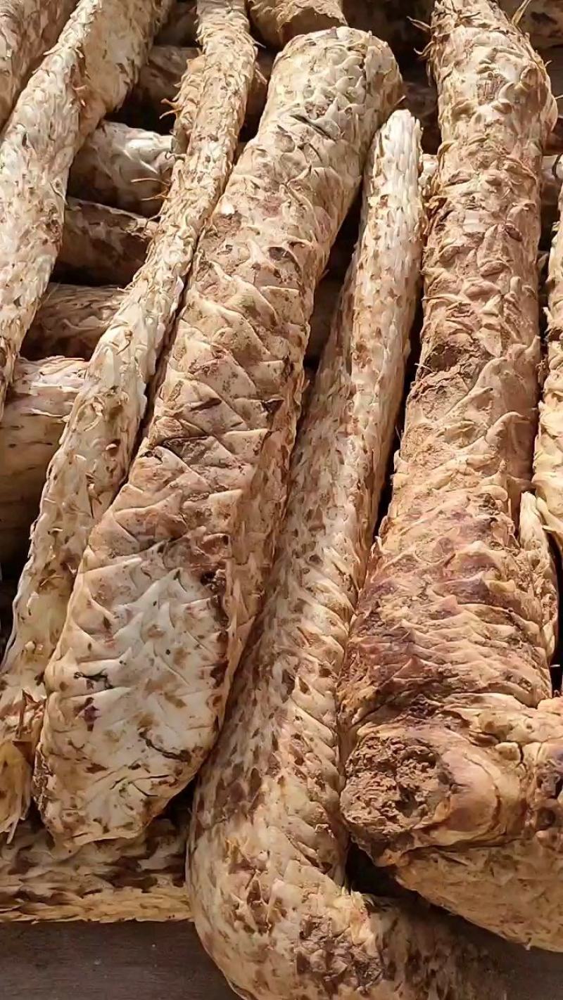 内蒙古阿拉善肉苁蓉超大油肉苁蓉鲜干片老根片500g包邮