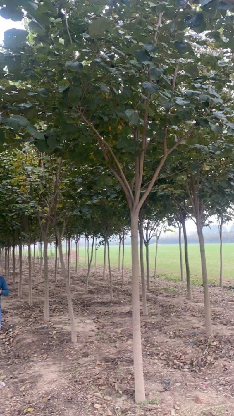 巨紫荊1到15公分，苗圃优质货源，免费技术指导
