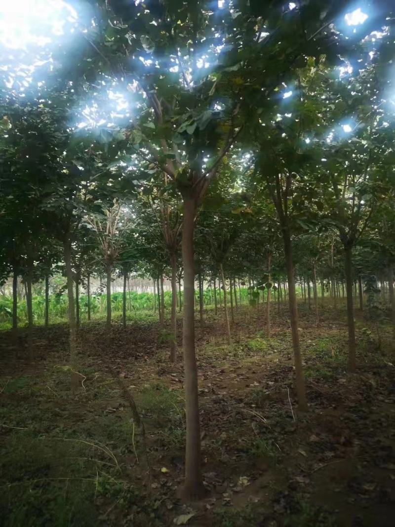 巨紫荊1到15公分，苗圃优质货源，免费技术指导