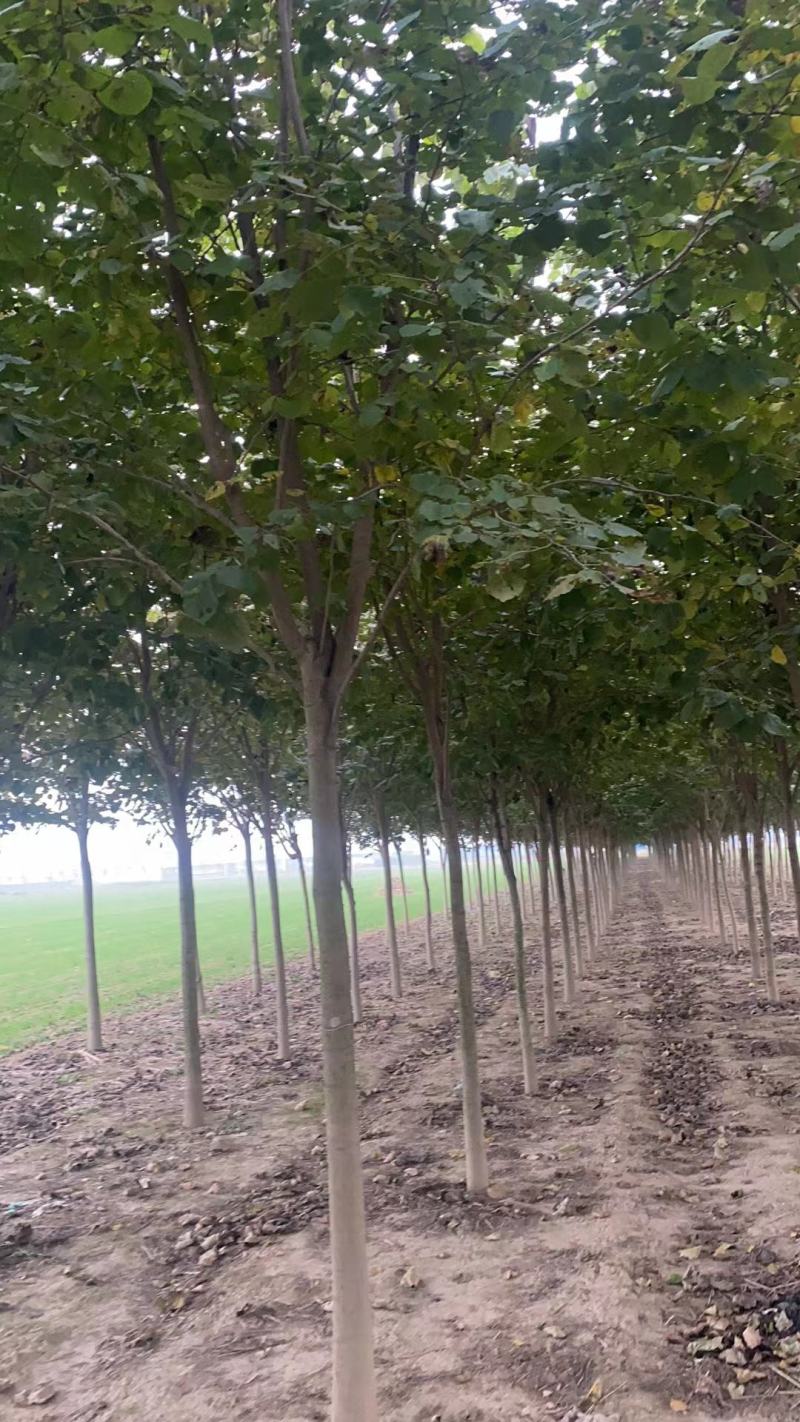 巨紫荊1到15公分，苗圃优质货源，免费技术指导