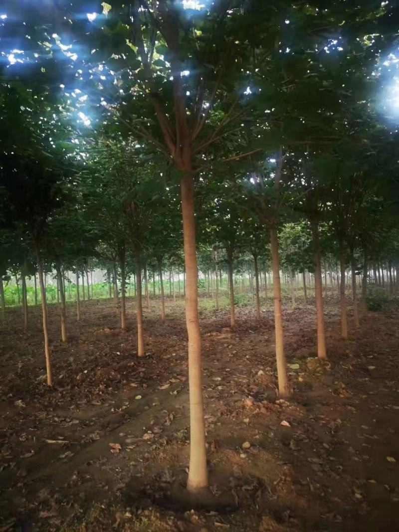 巨紫荊1到15公分，苗圃优质货源，免费技术指导