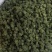 2024年新三七花云南文山三七花茶田七花500包邮
