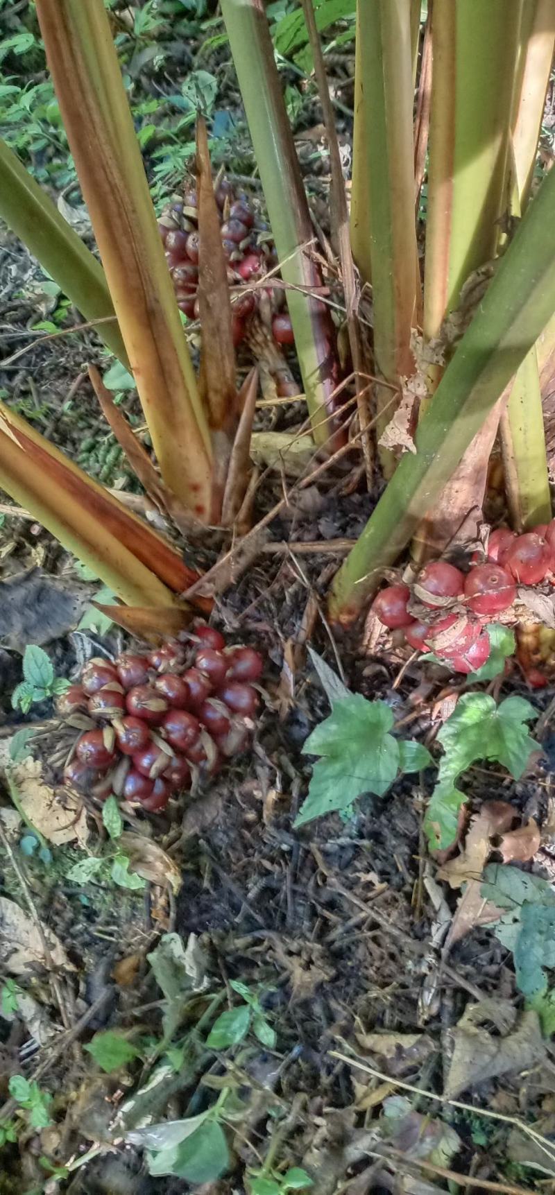 干草果