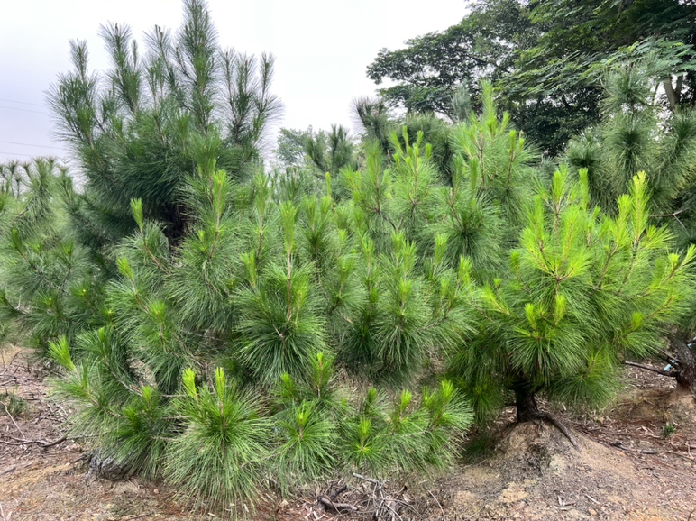 油松在园林绿化中的应用