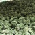 2024年新三七花云南文山三七花茶田七花500包邮