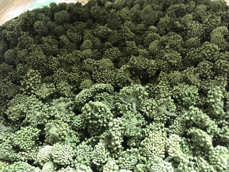 2024年新三七花云南文山三七花茶田七花500包邮