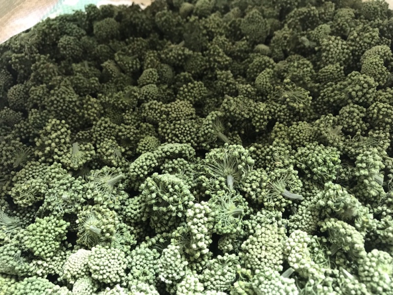2024年新三七花云南文山三七花茶田七花500包邮