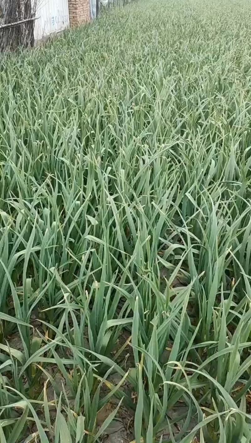蒜苗，红根蒜苗，产地直销，精品上市，上货快。