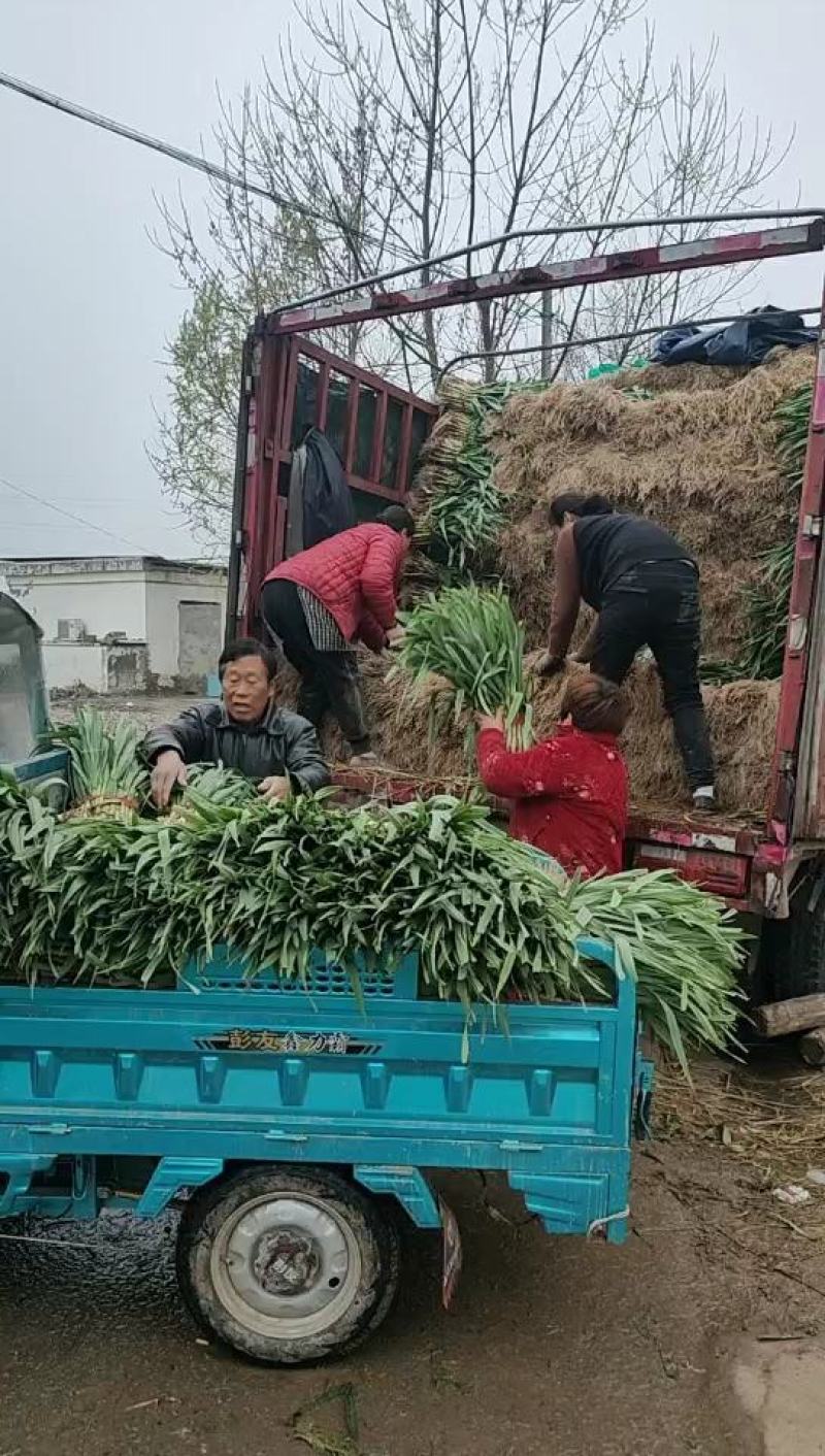蒜苗，红根蒜苗，产地直销，精品上市，上货快。