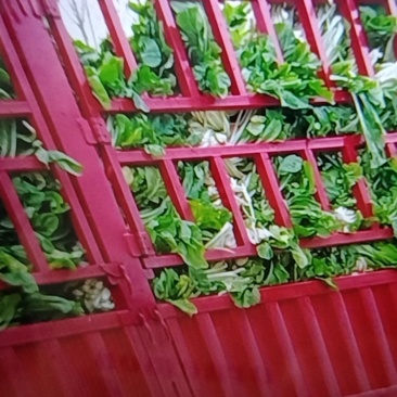 本地特产