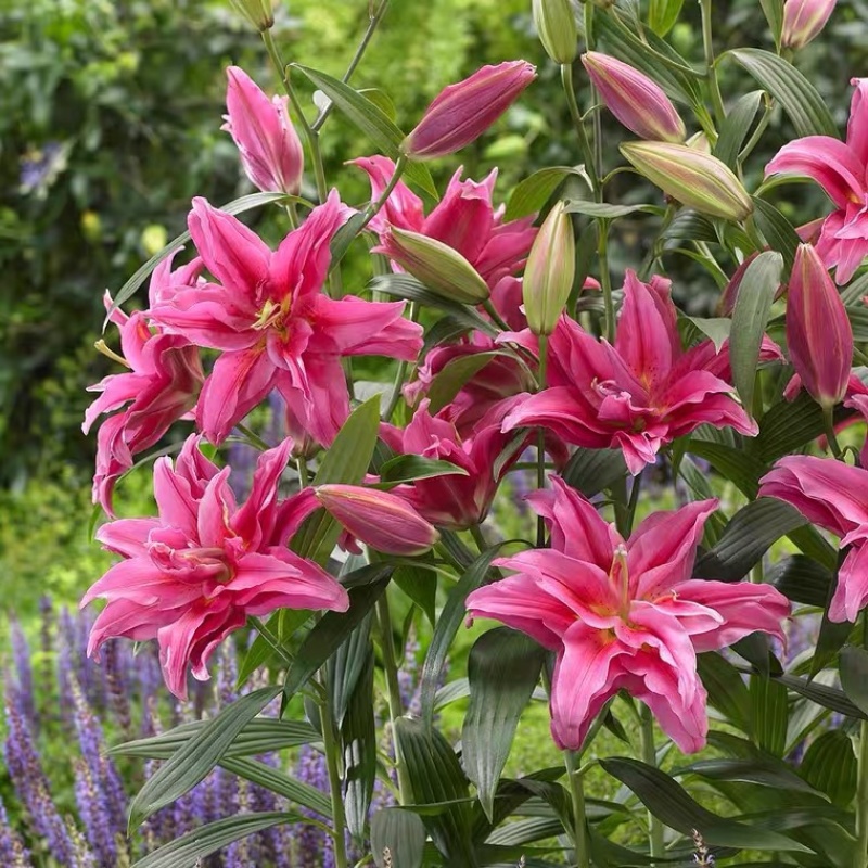 进口一代百合种球带芽发货四季种植盆栽室内阳台花卉植物