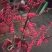 北美冬青树苗绿植物盆栽室内盆景花灌木花卉客厅轮生园林景观