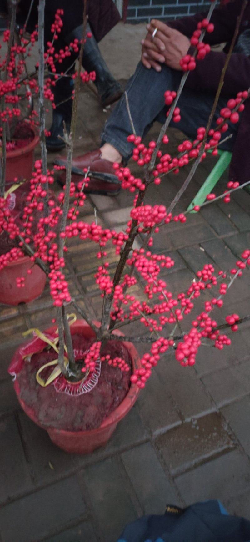 北美冬青树苗绿植物盆栽室内盆景花灌木花卉客厅轮生园林景观
