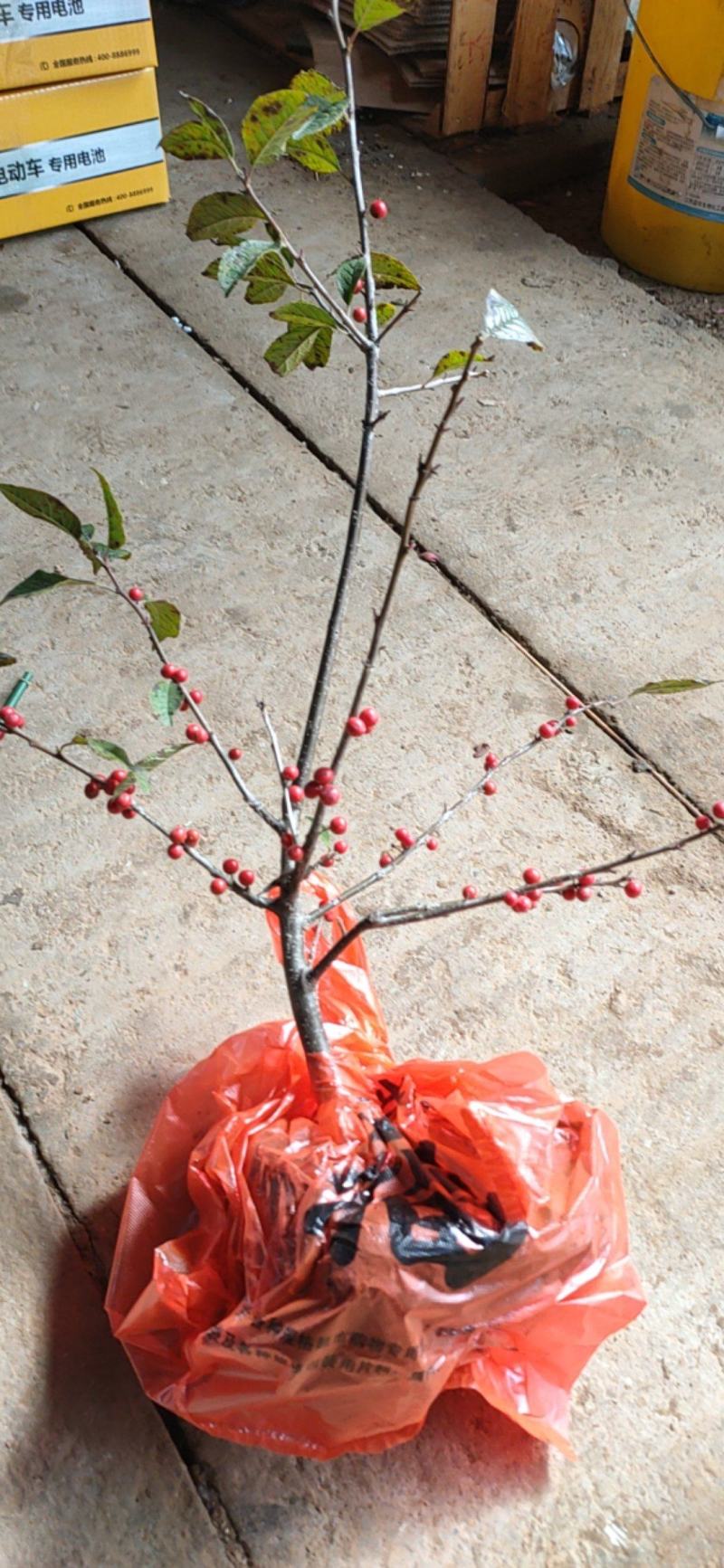 北美冬青树苗绿植物盆栽室内盆景花灌木花卉客厅轮生园林景观