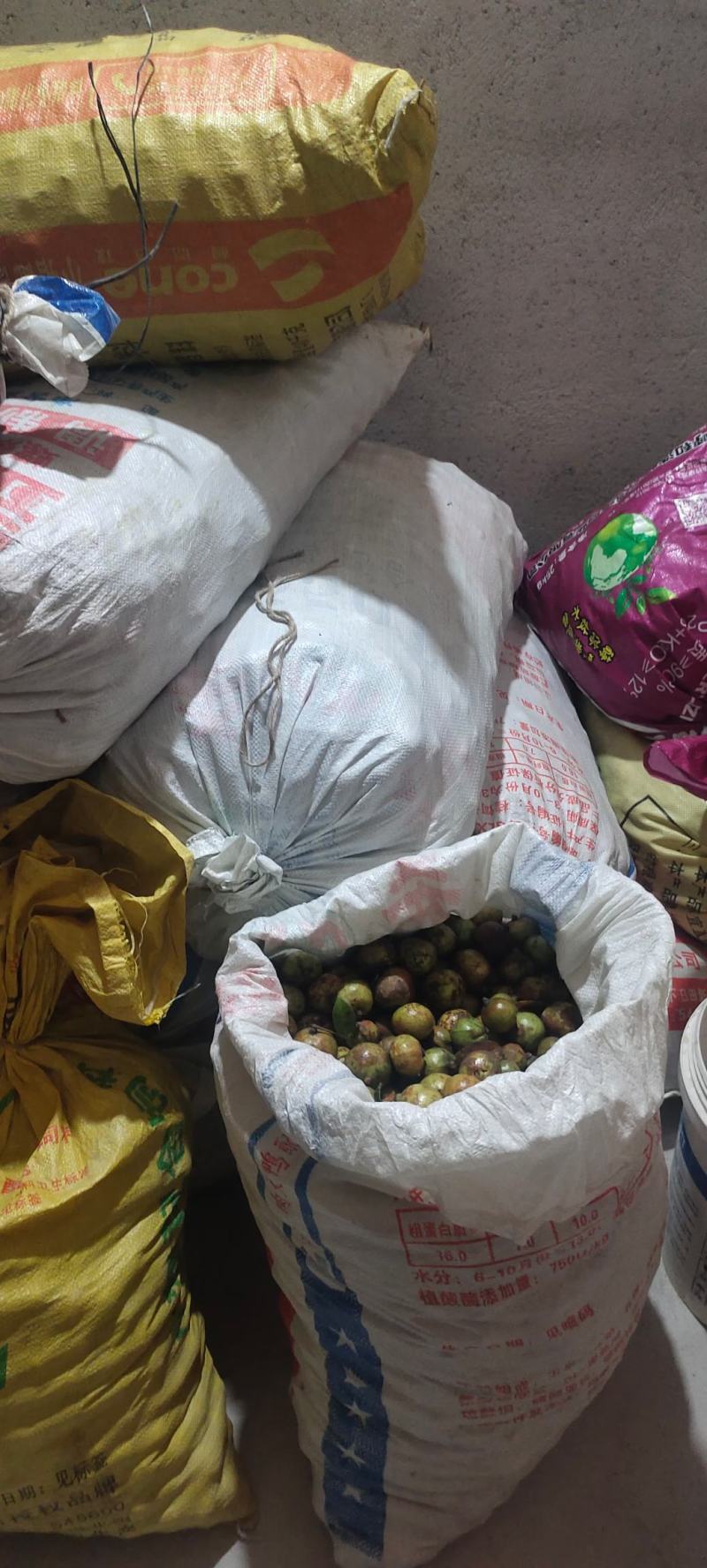 广西象州生茶籽货源充足，欢迎商厂过来对接，每天以挂车为主