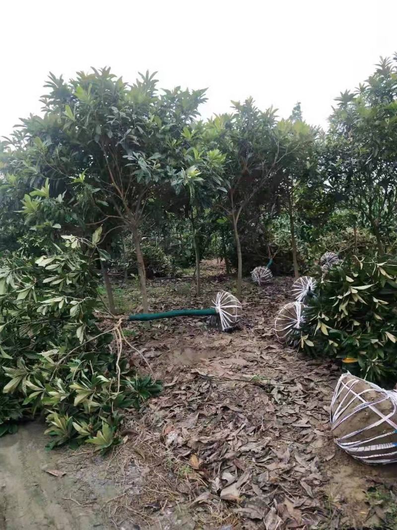 枇杷树苗圃常年供应地径2-12公分枇杷树，量大从优。