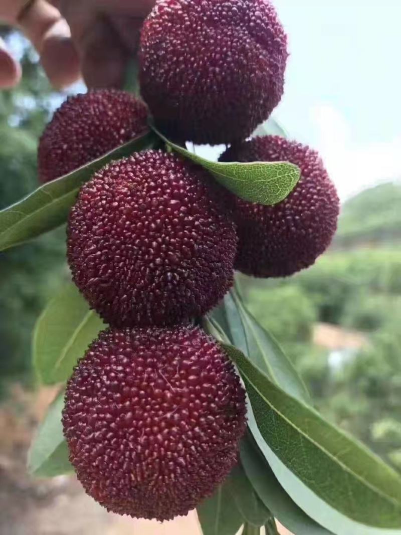 东魁杨梅苗，杨梅苗实生苗，黑炭杨梅苗，台湾杨梅苗，