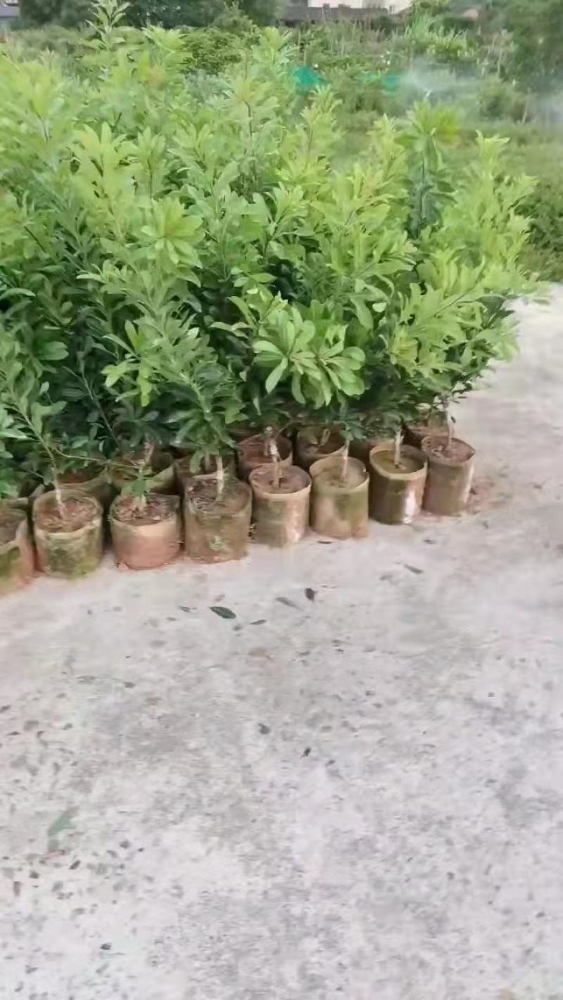 东魁杨梅苗，杨梅苗实生苗，黑炭杨梅苗，台湾杨梅苗，