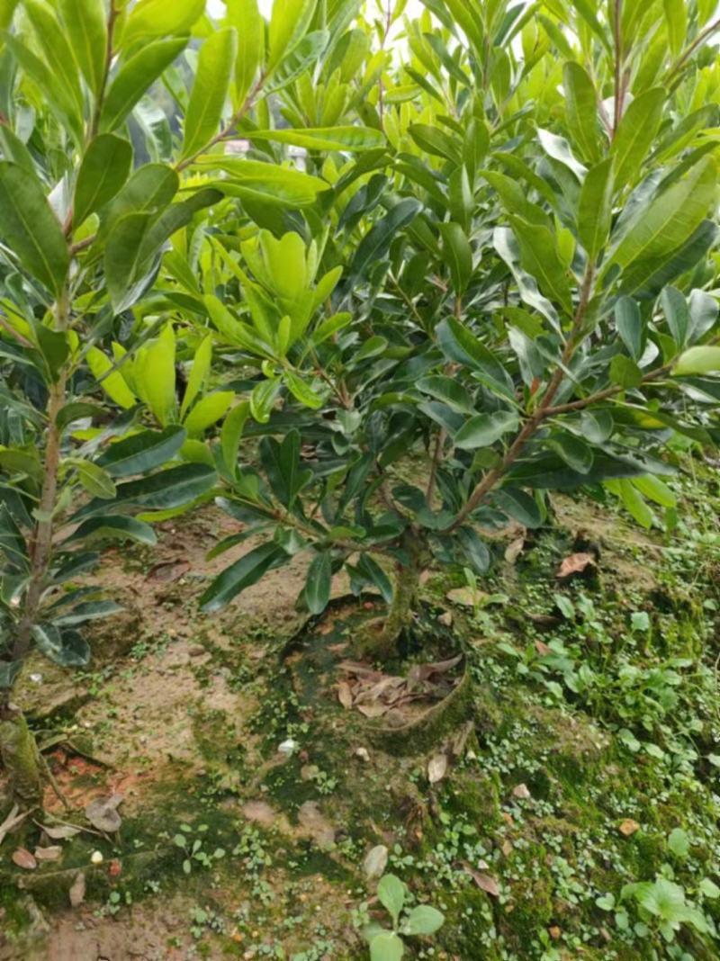 东魁杨梅苗，杨梅苗实生苗，黑炭杨梅苗，台湾杨梅苗，