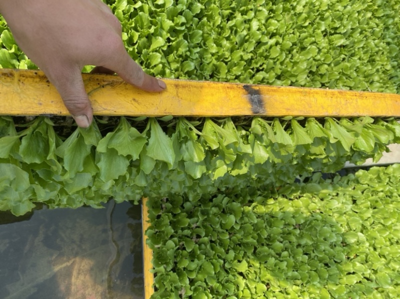圆球生菜苗西生菜苗质量保证货源充足包成活根系好壮实