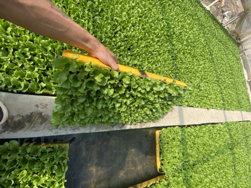 圆球生菜苗西生菜苗质量保证货源充足包成活根系好壮实