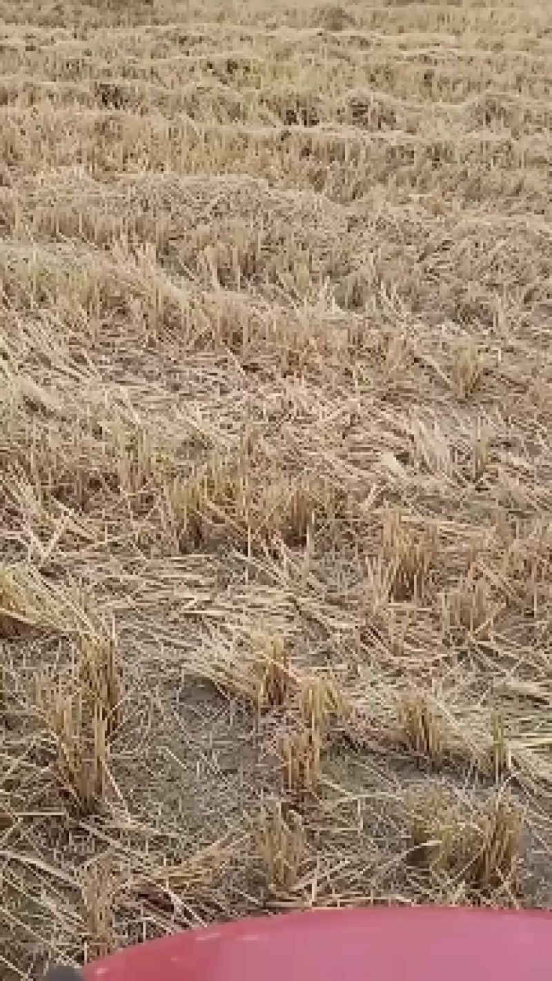 【推荐】牛羊草料，牧草类原料，大量有货，欢迎来电咨询