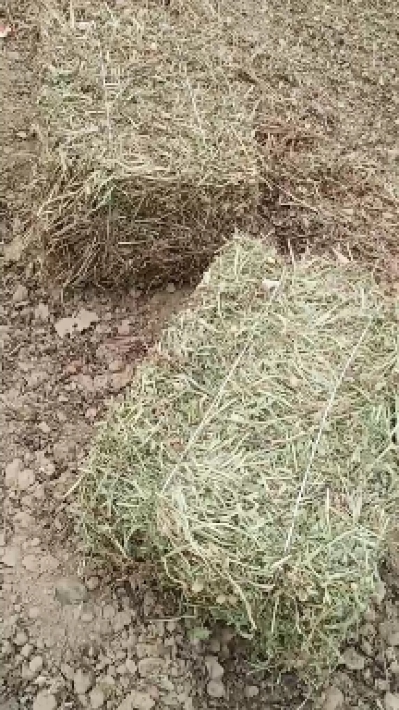 【推荐】牛羊草料，牧草类原料，大量有货，欢迎来电咨询