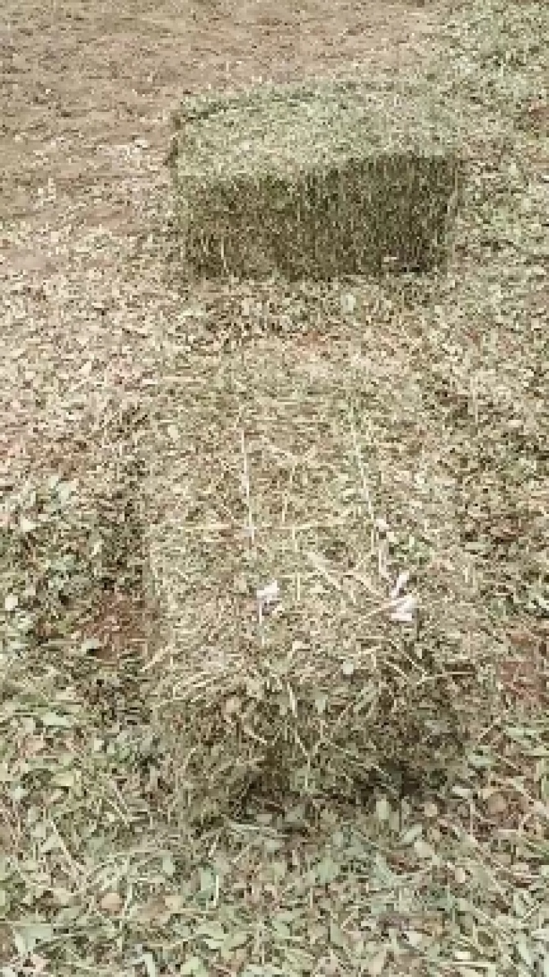 【推荐】牛羊草料，牧草类原料，大量有货，欢迎来电咨询