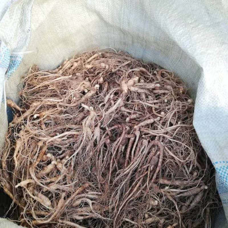 长白山鲜人参苗，批发零售支持线上保障交易
