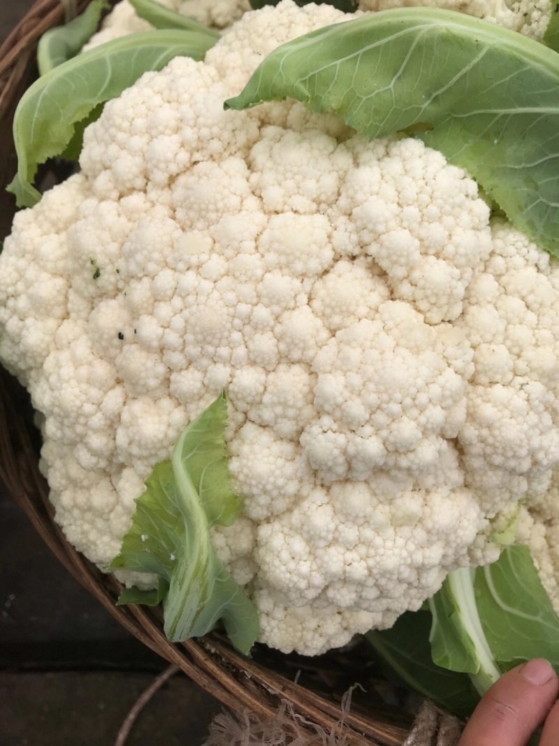 散花散花