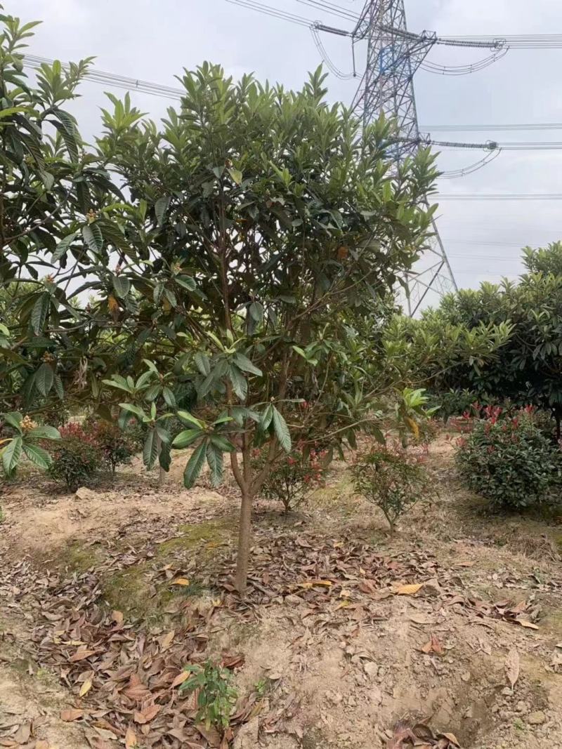 枇杷树苗圃常年供应地径2-12公分枇杷树，量大从优。