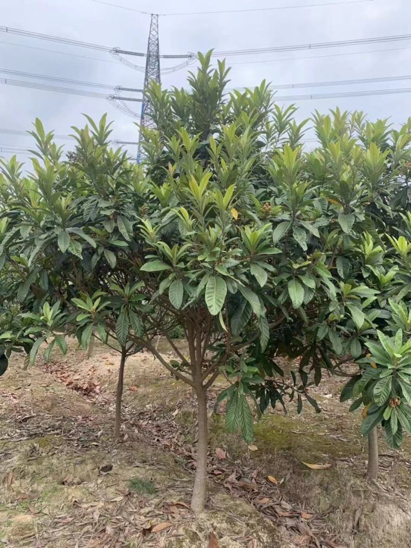 枇杷树苗圃常年供应地径2-12公分枇杷树，量大从优。