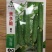 无苦味强雌性本地燕白黄瓜种子川绿11类型