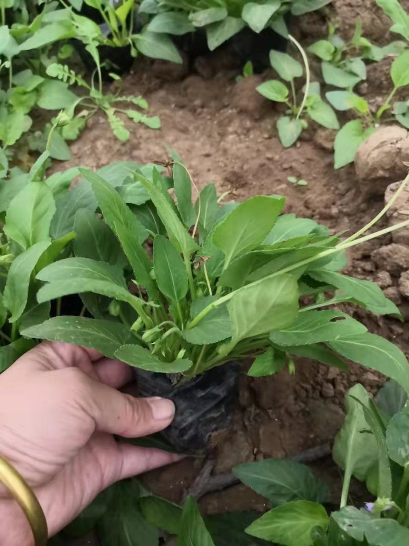 新上市紫花地丁，一手货源，大量有货，基地直发