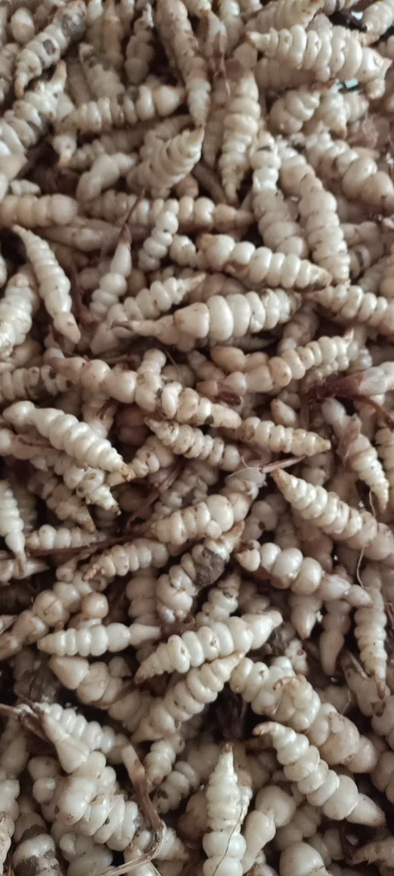 螺丝菜