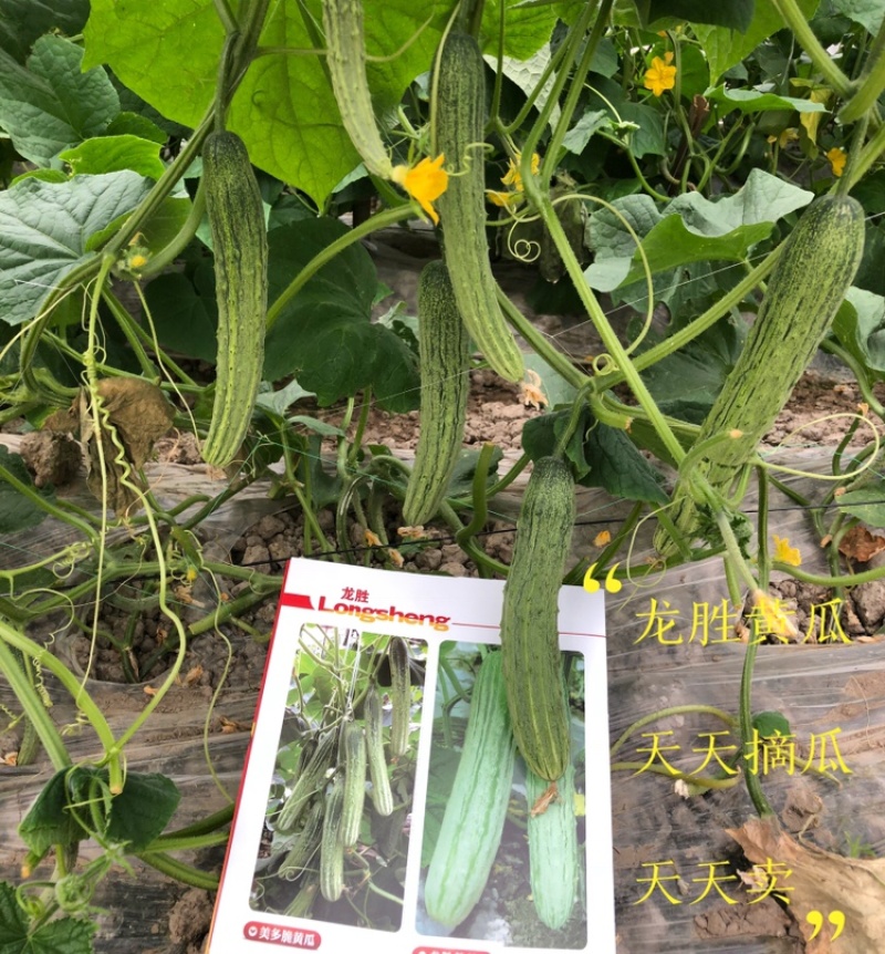 无苦味强雌性本地燕白黄瓜种子川绿11类型