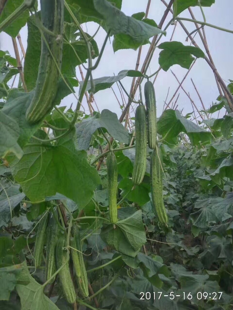 无苦味强雌性本地燕白黄瓜种子川绿11类型