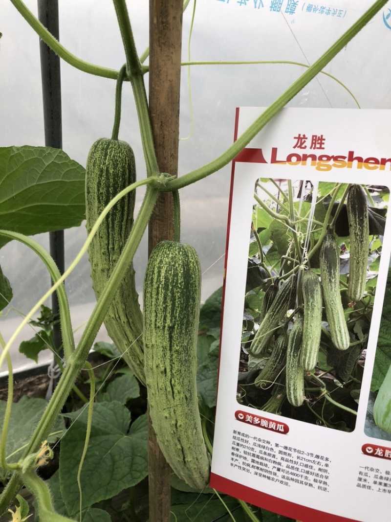 无苦味强雌性本地燕白黄瓜种子川绿11类型
