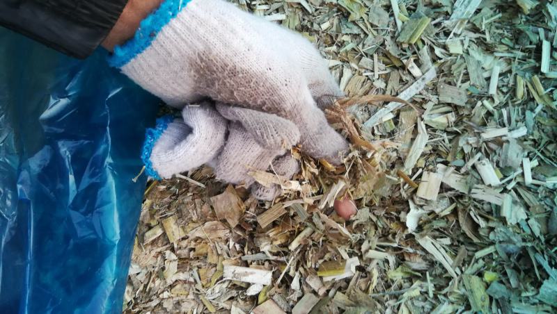 玉米秸秆牛羊饲料扎段草无土无膜黄储草快质量好