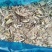 玉米秸秆牛羊饲料扎段草无土无膜黄储草快质量好