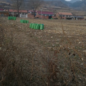 玉米秸秆牛羊饲料扎段草无土无膜黄储草快质量好