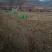 玉米秸秆牛羊饲料扎段草无土无膜黄储草快质量好