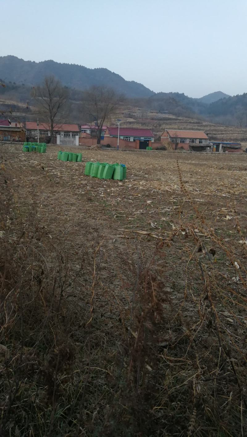 玉米秸秆牛羊饲料扎段草无土无膜黄储草快质量好