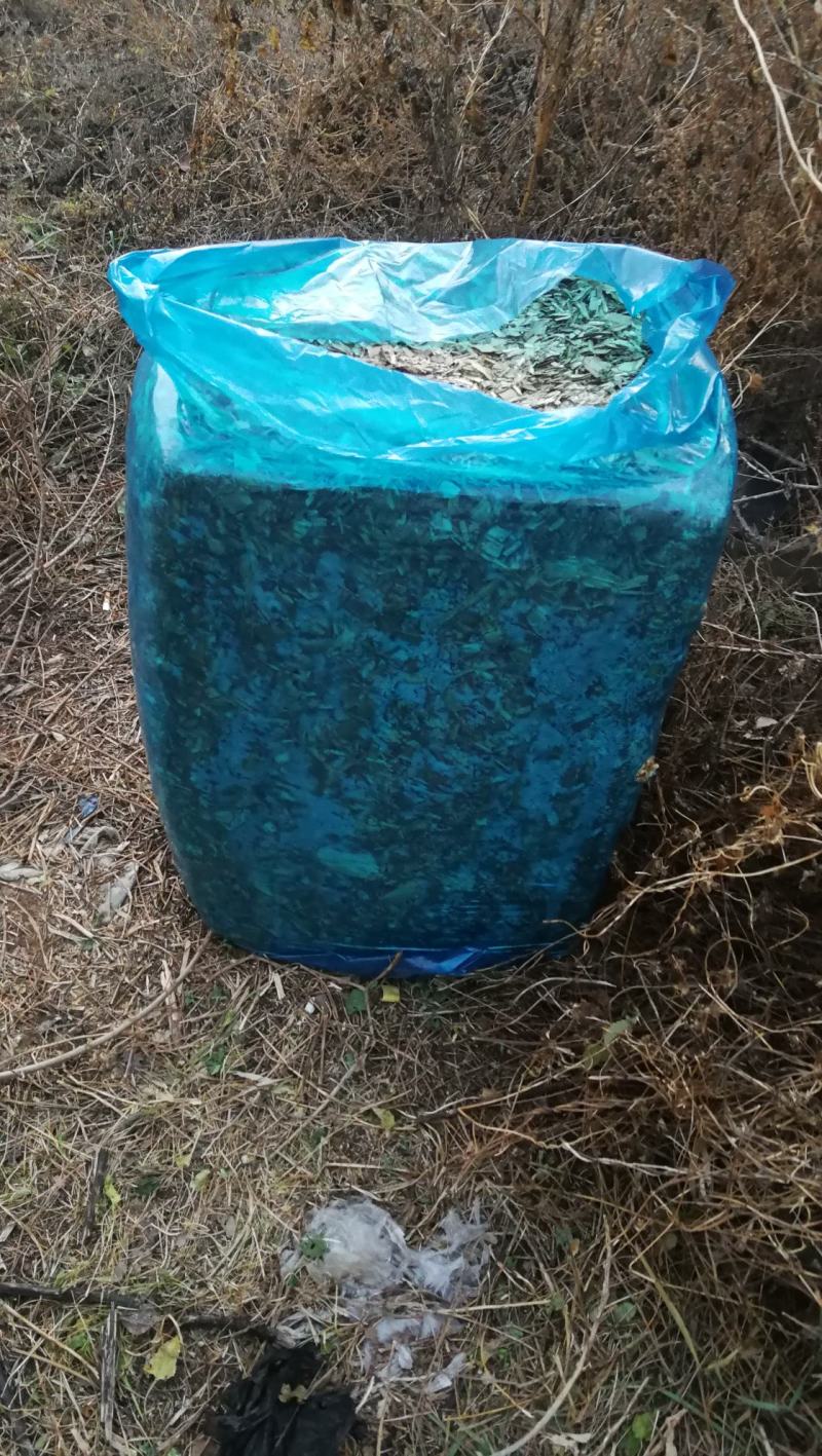 玉米秸秆牛羊饲料扎段草无土无膜黄储草快质量好