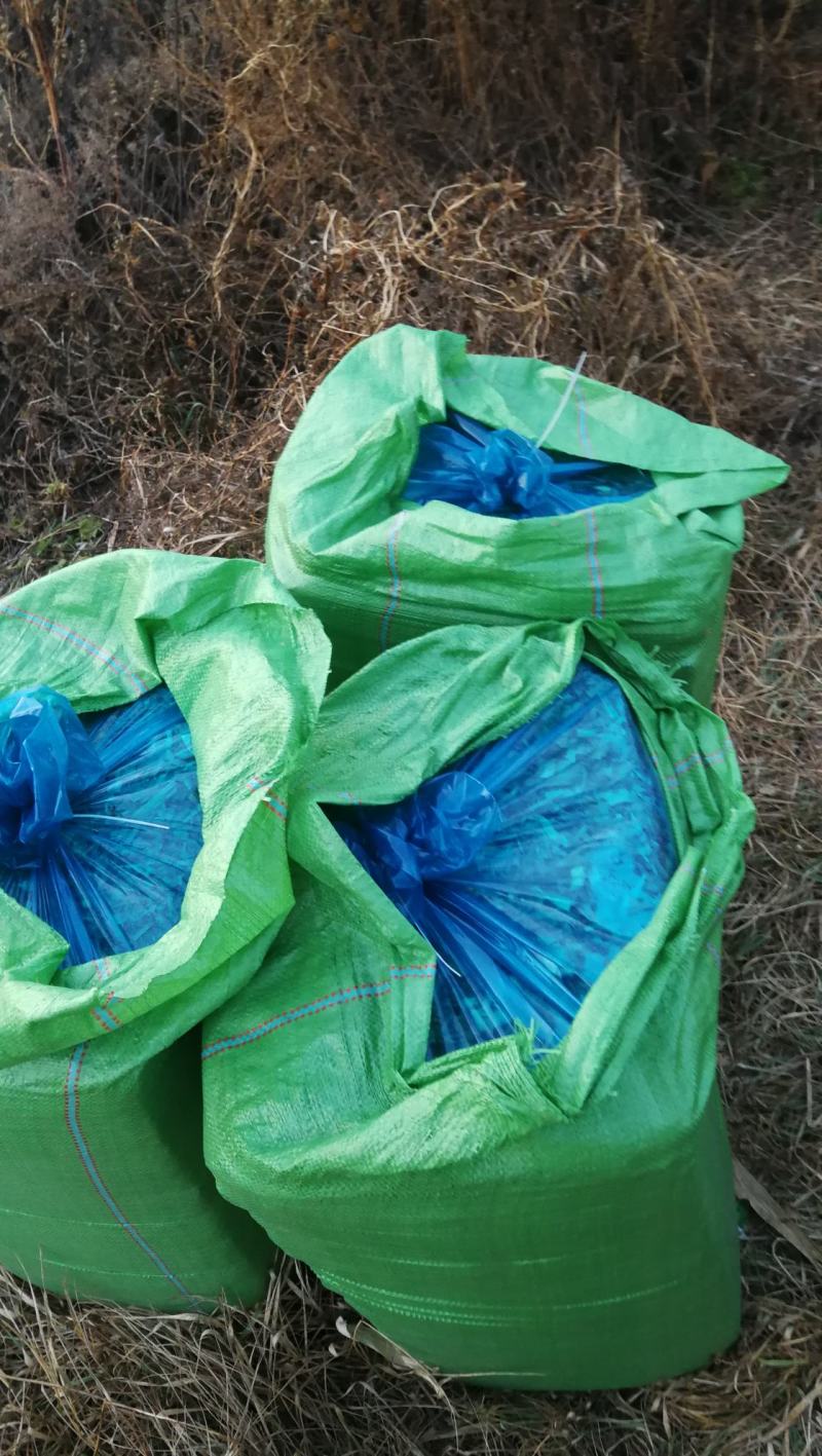 玉米秸秆牛羊饲料扎段草无土无膜黄储草快质量好