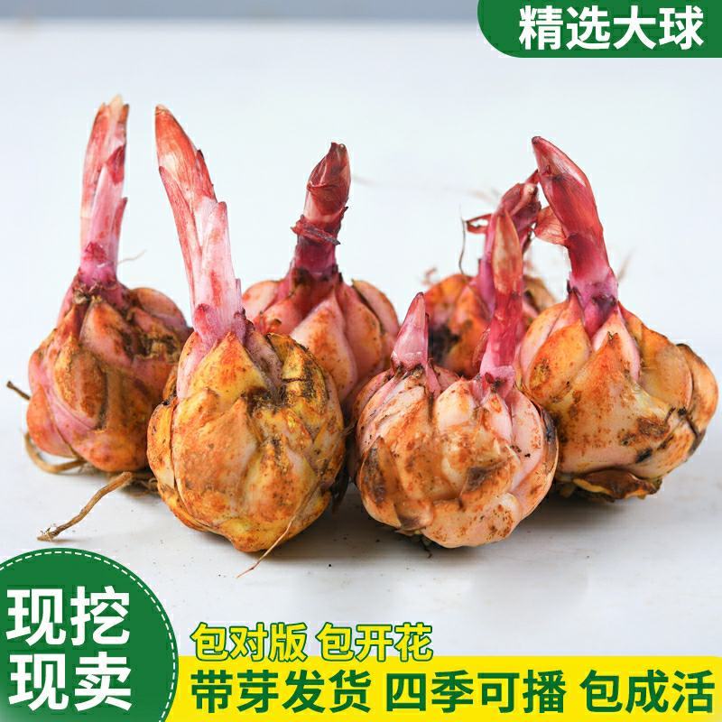 进口香水百合种球带芽重瓣大球花卉种子百合花苗四季易活绿植