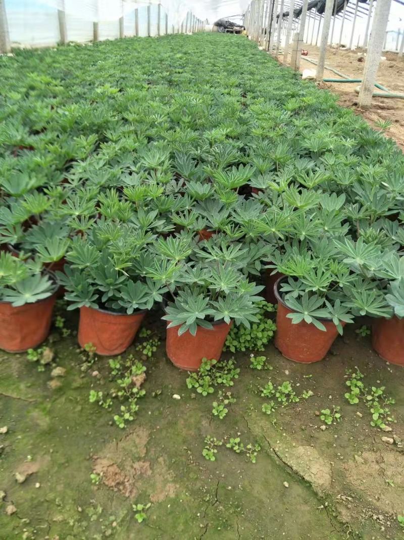羽扇豆，基地直发，一手货源，花色好看齐全