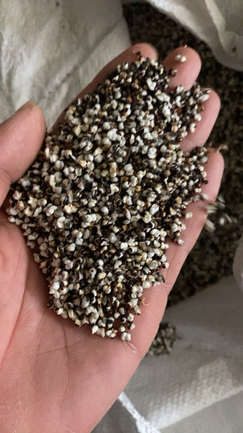 王不留行炒王不留行开花好供应大货佳佳药业