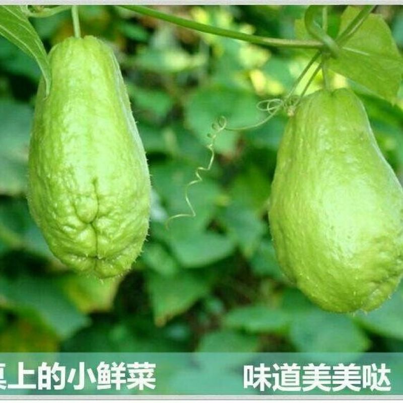 精品贵州佛手瓜自家基地出产现摘现发质量保证
